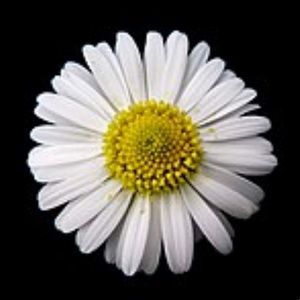 Meet your Posher, Kifleigh